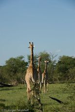 Giraffe (85 von 94).jpg